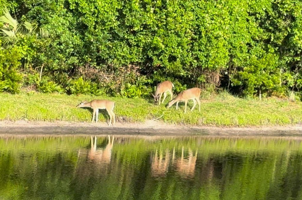 Image 74 of property listing at 4941 KYLEMORE COURT, Palm Harbor, FL 34685