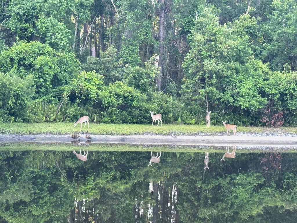 Image 75 of property listing at 4941 KYLEMORE COURT, Palm Harbor, FL 34685