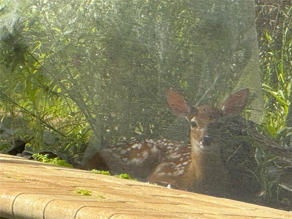 Image 76 of property listing at 4941 KYLEMORE COURT, Palm Harbor, FL 34685