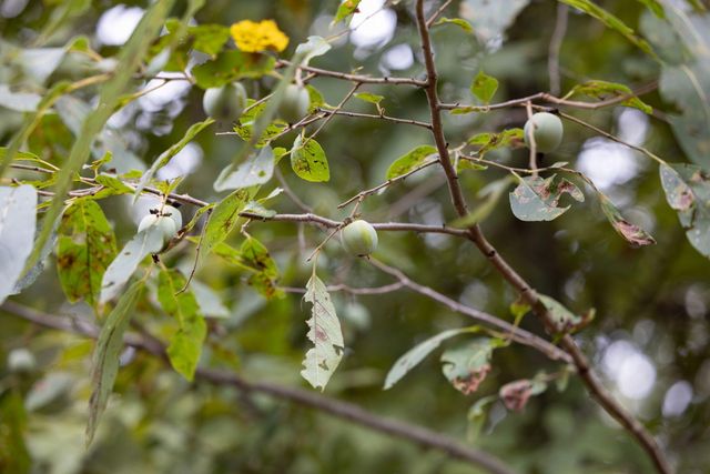 11571 Co Rd E 76 211, Ava, MO 65608