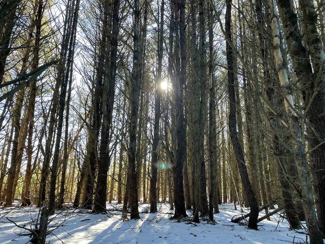 10652 N River Road, Irons, MI 49644