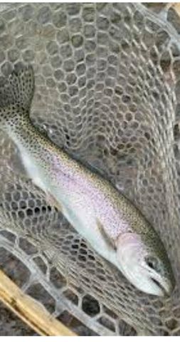 10652 N River Road, Irons, MI 49644