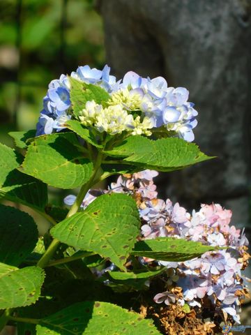 607 S Market Street, Scottsboro, AL 35768