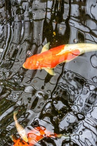 9204 Melody Drive, Savannah, GA 31406