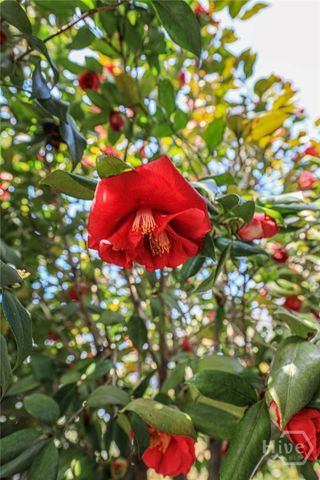 9204 Melody Drive, Savannah, GA 31406