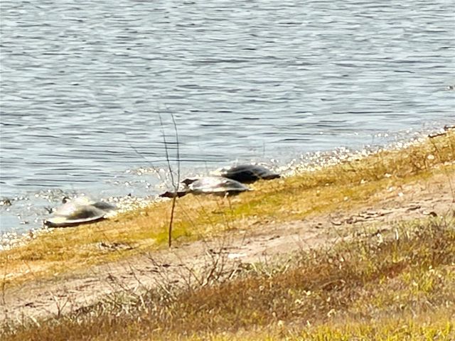 2586 SWEET VIBURNUM WAY, Ocoee, FL 34761