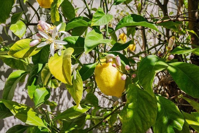 404 Cabrillo Ave, Davis, CA 95616