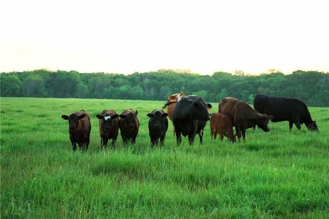 25+ ac. CR 102 Road, Axtell, TX 76673