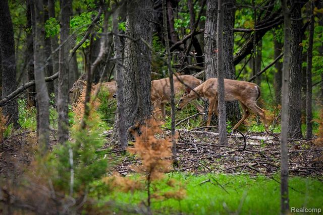 0 Michael Street, Ortonville, MI 48462