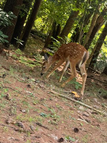 110 New Hampshire Drive, Webster, NH 03303