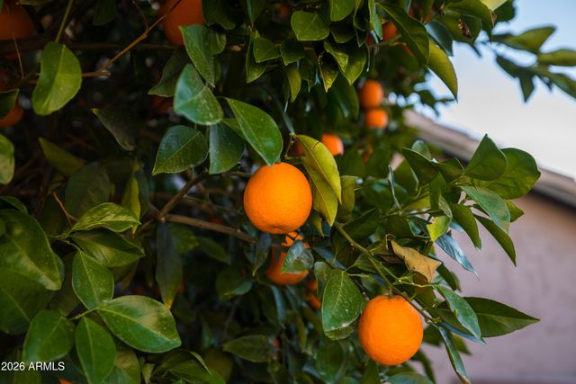 4506 E LONE CACTUS Drive, Phoenix, AZ 85050