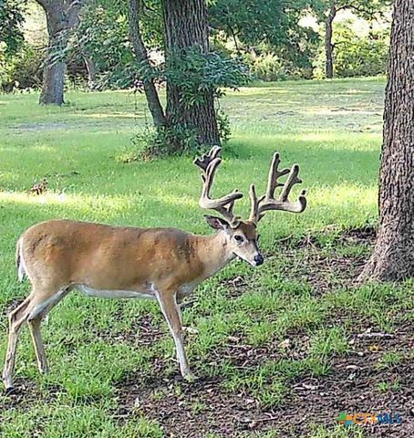 110 Guadalupe Drive, Oglesby, TX 76561