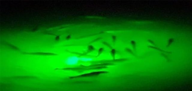 22922 Lunes Street, Galveston, TX 77554