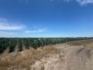 TBD Cr 335 Road, Louise, TX 77455