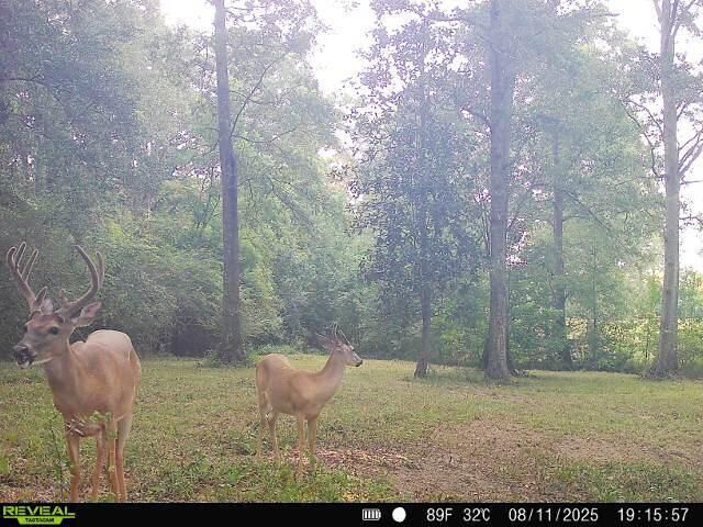 538 County Home Rd., Ellisville, MS 39437