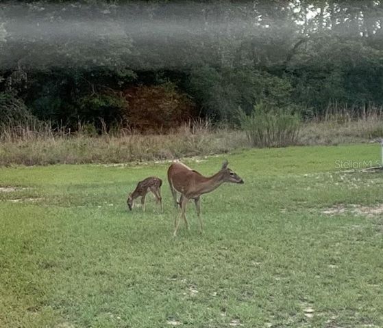 14020 SE 106TH STREET, Ocklawaha, FL 32179