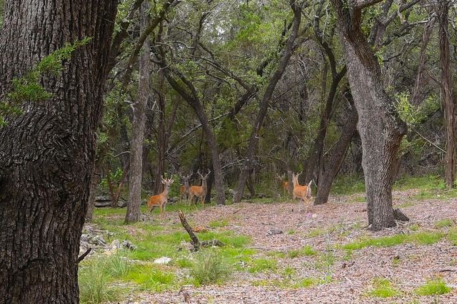 401 Mountain Crest DR, Wimberley, TX 78676