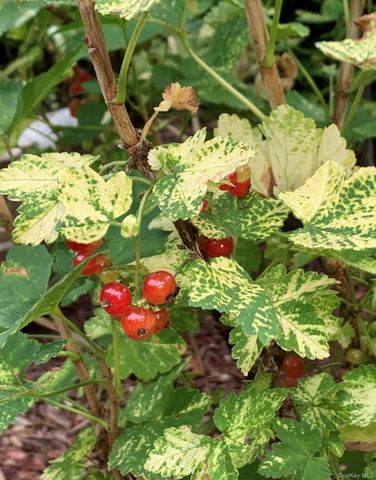 29 Deer Brook Drive, New Windsor, NY 12553