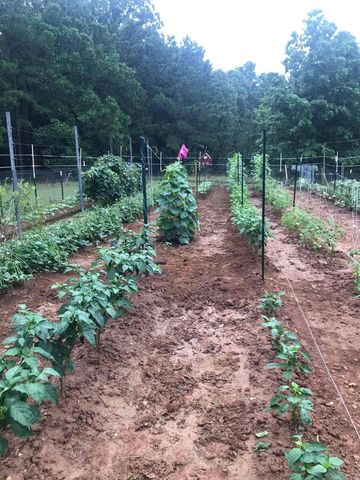 3475 Greene 731 Road, Paragould, AR 72450