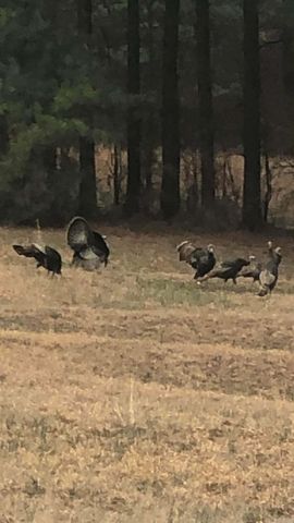 3475 Greene 731 Road, Paragould, AR 72450