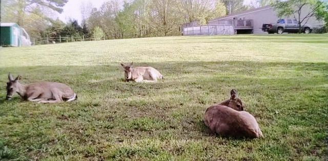 3475 Greene 731 Road, Paragould, AR 72450