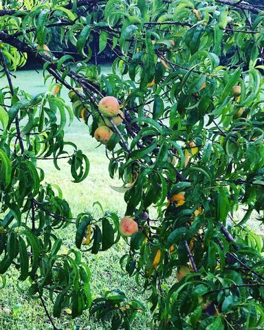 3475 Greene 731 Road, Paragould, AR 72450