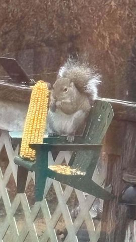 3475 Greene 731 Road, Paragould, AR 72450