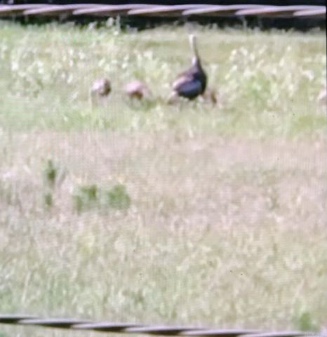 3475 Greene 731 Road, Paragould, AR 72450