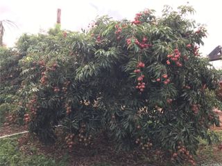 94-1100 Kunia Road 0045, Waipahu, HI 96797