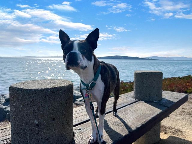 184 184 Schooner Ct, Richmond, CA 94804