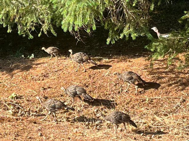 530 Ingalls Lane, Wilderville, OR 97543