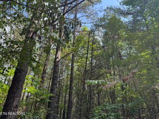 Hannah Davidson Rd, Robbins, TN 37852