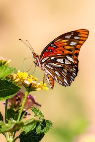 236 S Main Street, Grapeland, TX 75844