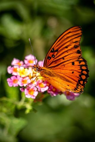 236 S Main Street, Grapeland, TX 75844