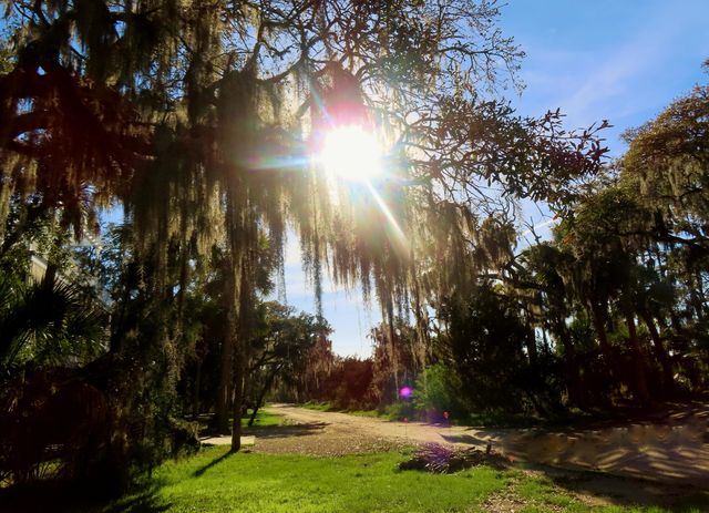 209 Jungle Road, Edisto Beach, SC 29438
