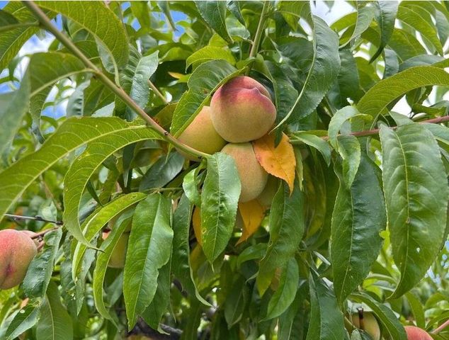 717 Conrad Hill Way, Colville, WA 99114