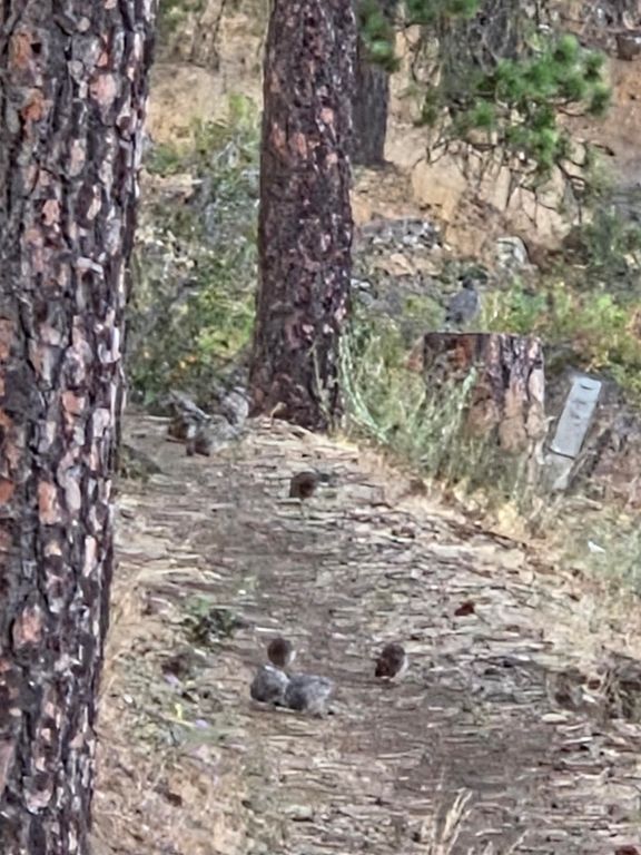 13901 S CLEAR LAKE WAY #18 Way, Cheney, WA 99004 photo 22