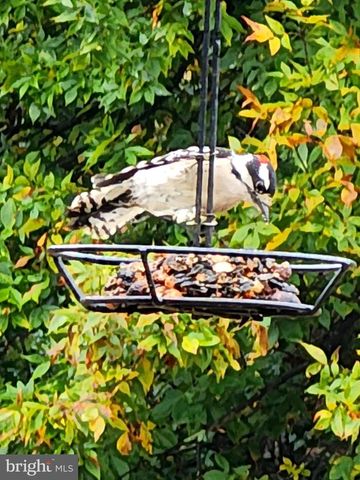 44 SCRUB PINE CT, Bunker Hill, WV 25413