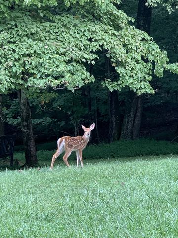 569 Haynes Rd, Sewanee, TN 37375