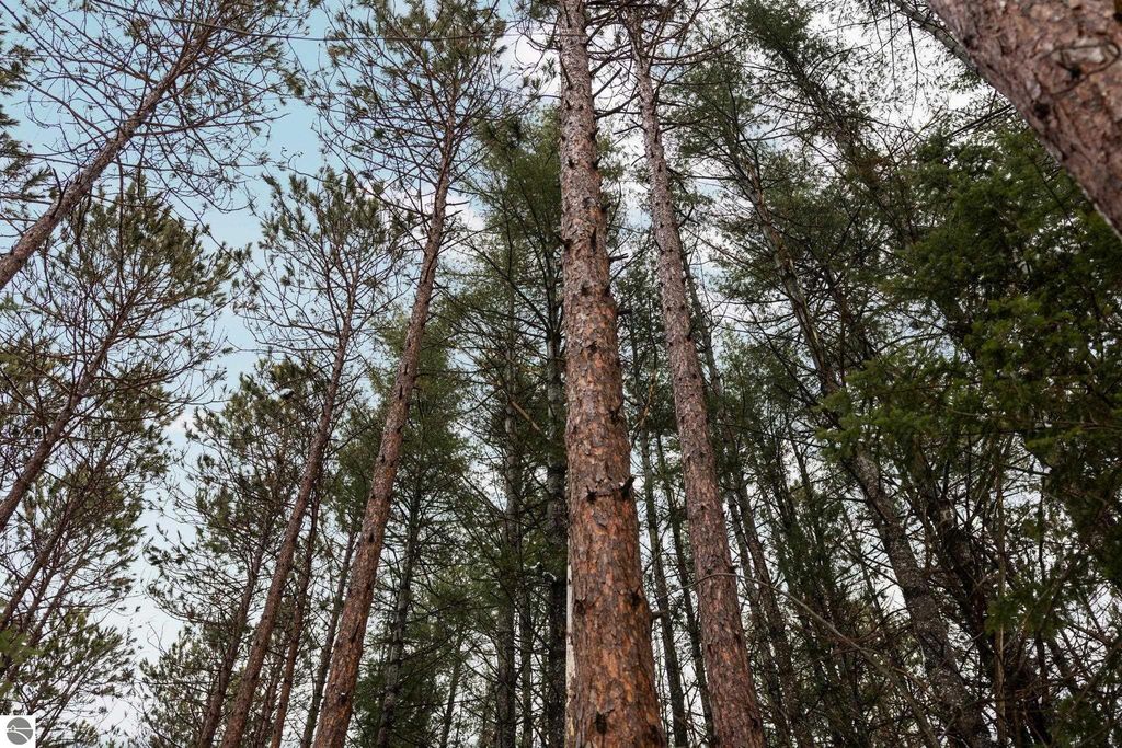 Image 9 of property listing at 10105 Coster Road, Fife Lake, MI 49633