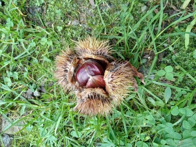 419 Wood Road, Taylors, SC 29687