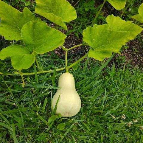 419 Wood Road, Taylors, SC 29687