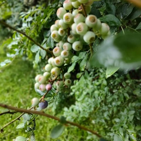 419 Wood Road, Taylors, SC 29687