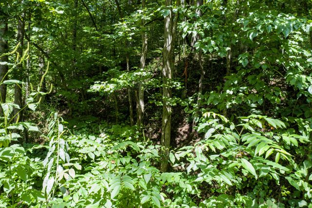 1125 Scenic River Road 71.67 Acres, Madisonville, TN 37354