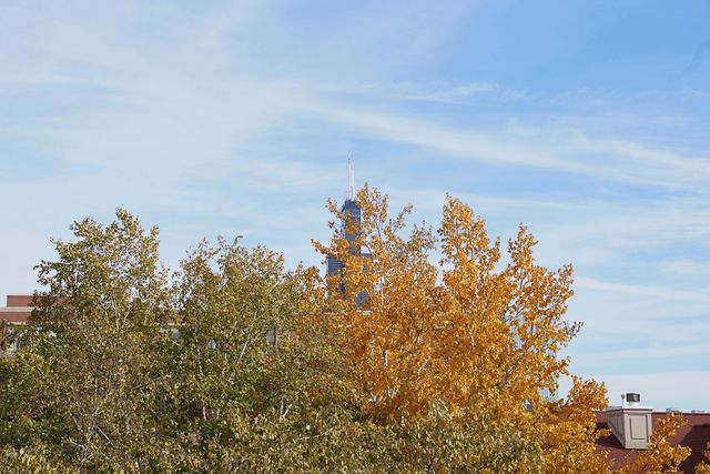 1330 W Monroe Street 310, Chicago, IL 60607