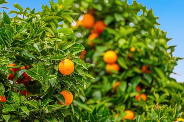 5912 5912 Mayhews Landing Rd, Newark, CA 94560