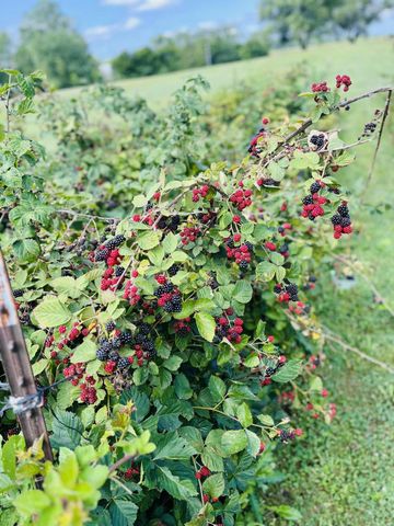 23180 State Route 31, Marysville, OH 43040