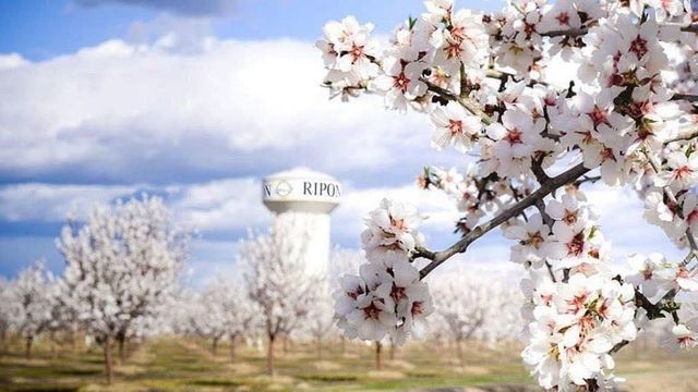 478 E Milgeo Ave, Ripon, CA 95366