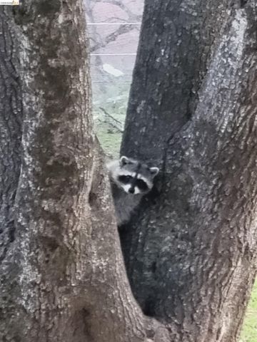 12629 Cresthavaen, Groveland, CA 95321