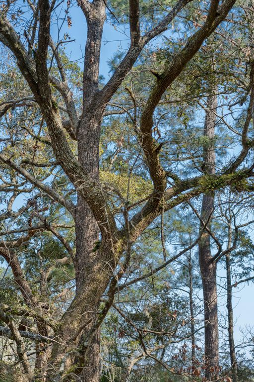 Image 44 of property listing at 2627 Sun Beam Way, Charleston, SC 29414